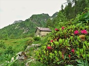 86 Rododendro rosso (Rhododendron ferrugineum) per la Baita 'La Cuna'